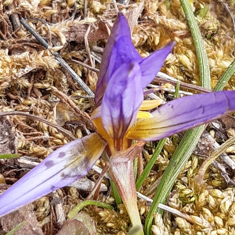 Today is #FloraFriday and we share an observation of a Crocus-leaved romulea (Romulea bulbocodium or Noselha-comum in portuguese), spotted in Paul de Toirões rewilding area.

Have you already seen one of these before? 💮

📸 vitexlucens / iNaturalist