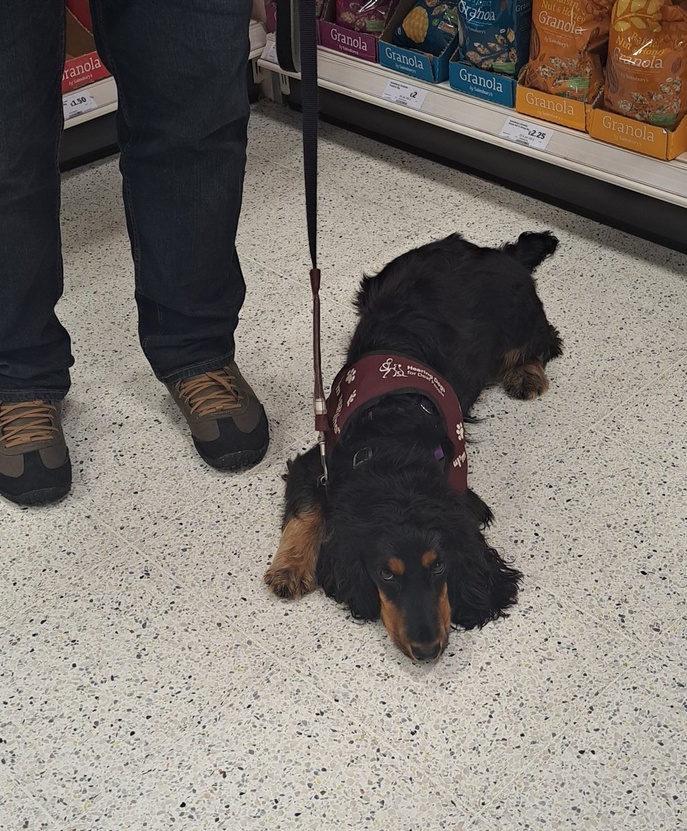 The super Bran!! Showing us how relaxing shopping can be 🐶 #hearingdogsfordeafpeople #Sainsburys