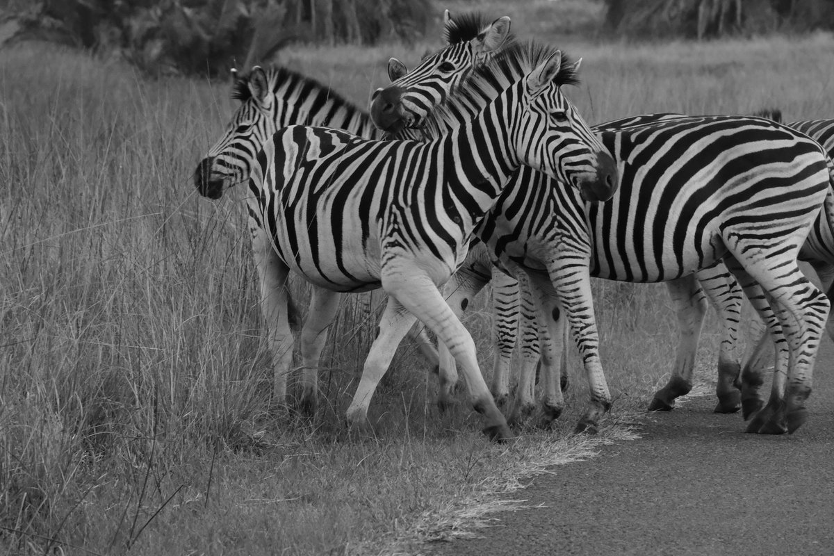 WeeBizzum's tweet photo. One month on from leaving Scotland. Loving South Africa. Loving how happy the whole family is. Loving having all the animals on our doorstep! https://t.co/aWSWdWtOIK