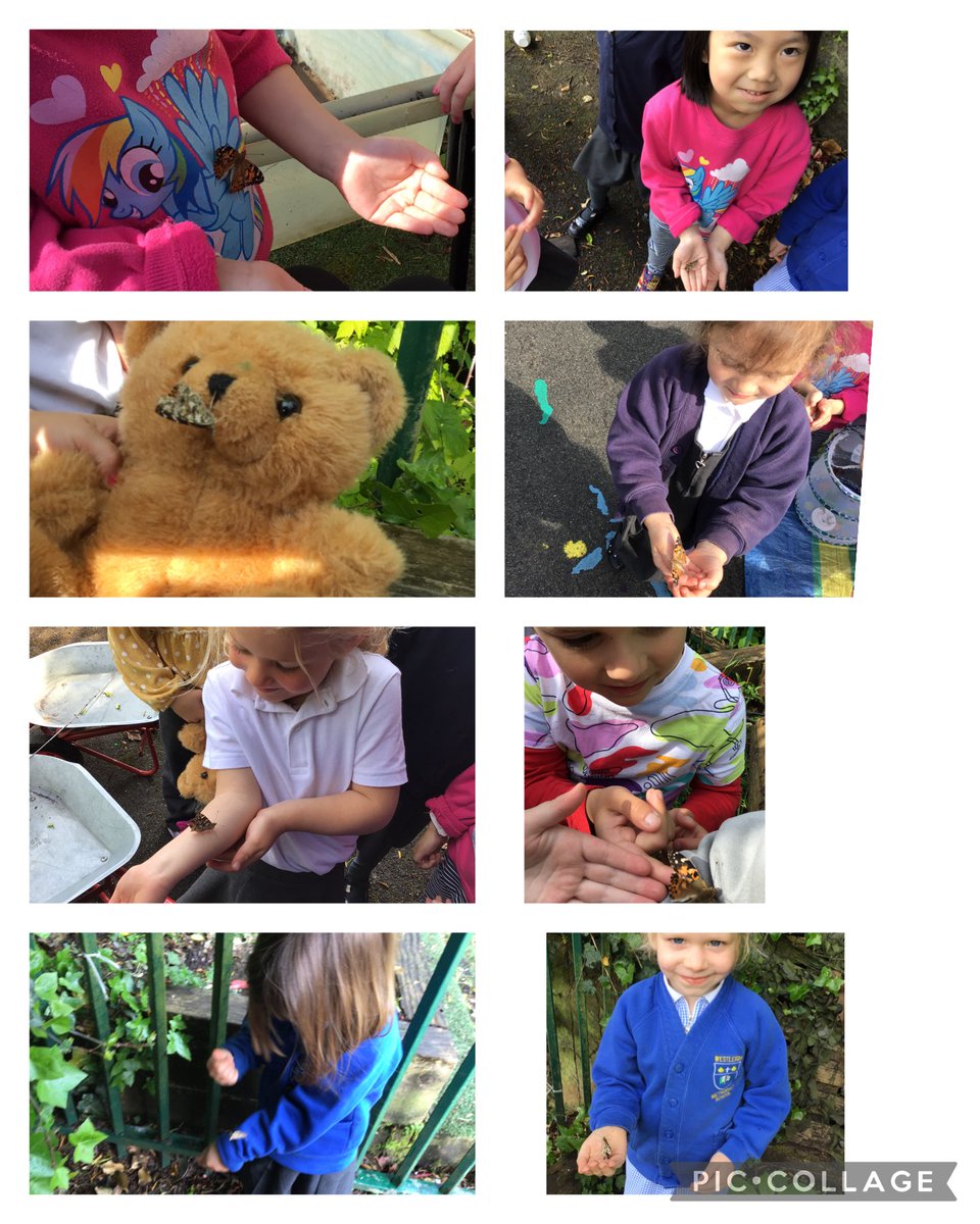 We released our butterflies and they flew around the children landing on their hands and faces! We were able to look closely at the butterfly’s wings and see its antennae twitching! #love #outdoorday ⁦@InsectLoreEU⁩ #doallyoucan