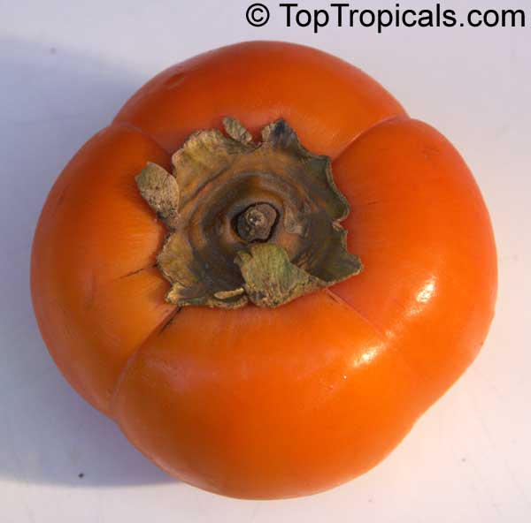 toptropicals's tweet photo. #Diospyros kaki - #Persimmontree Fuyu looks like tomato, 3" diameter, skin - deep orange, flesh - light orange,very few seeds. Non-astringent, eaten crisp like an apple or soft.Most popular non-astringent variety in US and Japan.
https://t.co/4DcDIVefDh
#fruittrees
#FridayFeeling https://t.co/khpKyTNNpZ