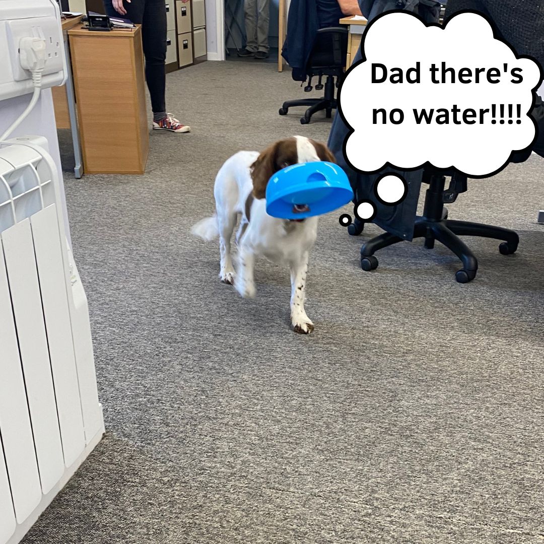 Cheeky pup! The water was in the bowl...until he tipped it all over the floor!!!

#Officedogs #dogsoftwitter #dogs #spanners #spaniel