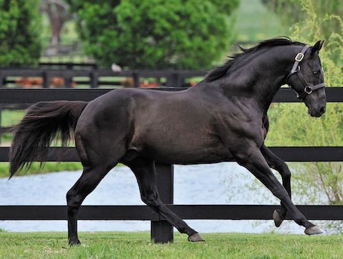 Why Horses? by Sharon Lathan, Novelist 
sws.sh/PyhIT
#Regency #DarcySaga #romance #JaneAusten