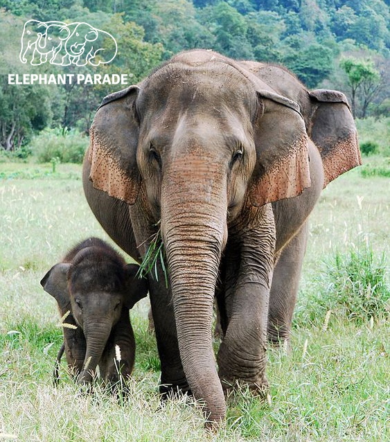 elephant_parade's tweet image. Did you know...today is 'Endangered Species Day'; a day that reminds us that some of our favourite creatures are at risk of going extinct 😢 We can't let that happen!

#factsfriday⁠ #endangeredspeciesday 

#elephantparadefan
