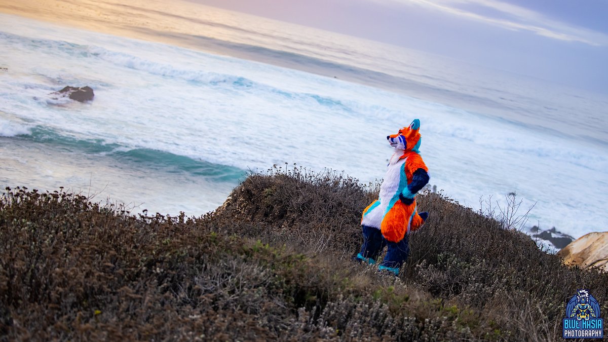 FoxCirrus's tweet photo. Mmmmm! That fresh sea air!
#FursuitFriday https://t.co/eSgGVRuYkk