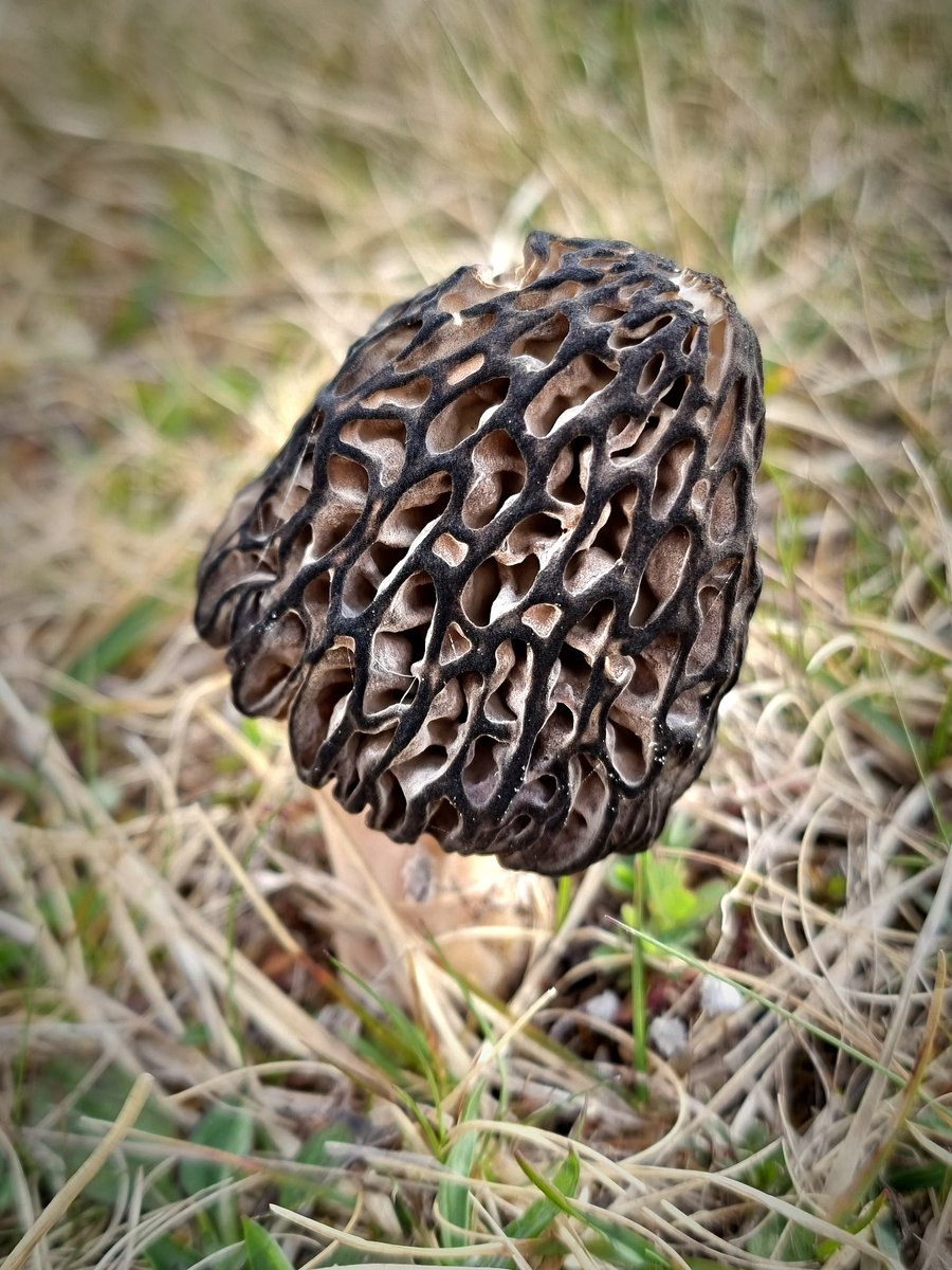 martado's tweet image. A stunning Morel in the Cairngorms National Park for #FungiFriday. Does anyone know what species this is? 🍄 
#fungi #mushroom #mycology #NatureBeauty #nature