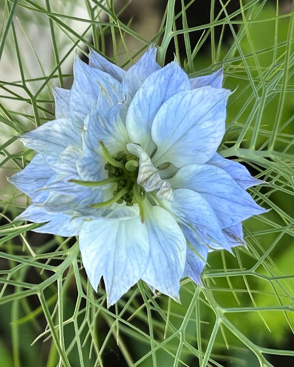 So pretty and delicate 🌱