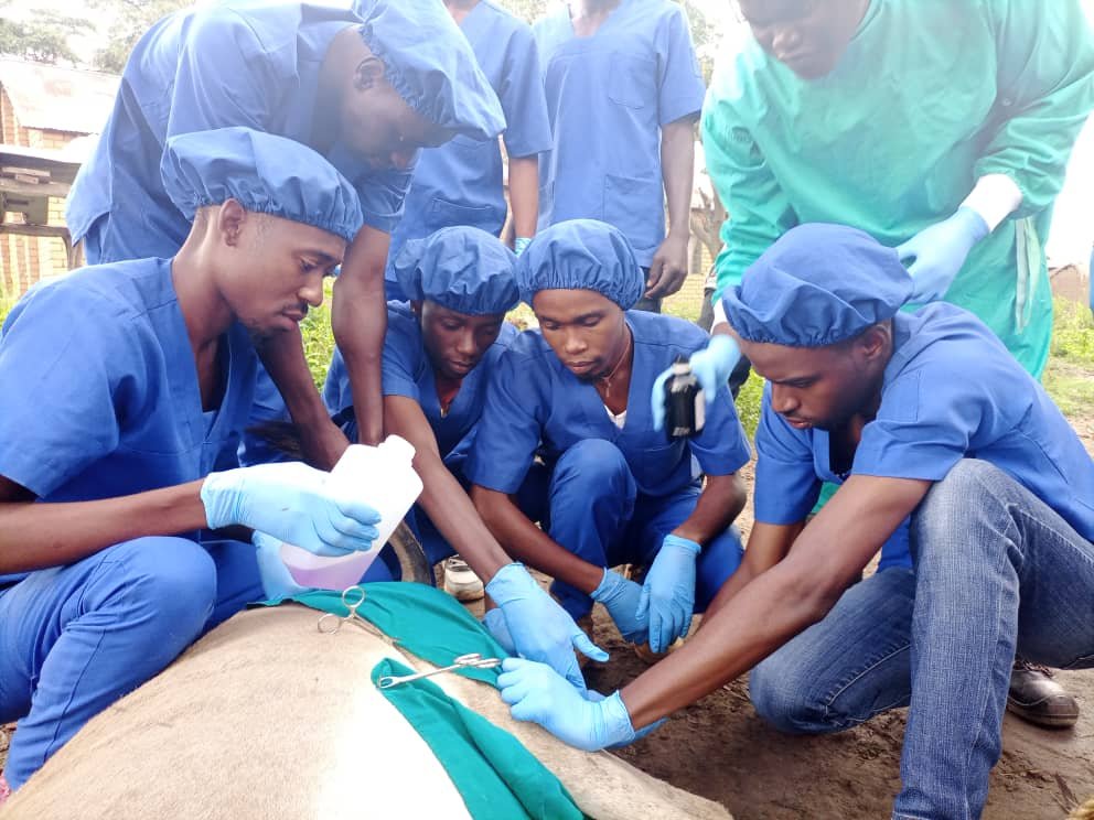 In April, Tanzania Humane Charity celebrated World #Veterinary Day with 15 intern vets. 242 #donkeys were treated for diseases such as trypanosomiasis, babesiosis, mange, wounds, hoof problems, colic, eye & dental issues. They also dewormed 231 donkeys & gave 68 tetanus vaccines.