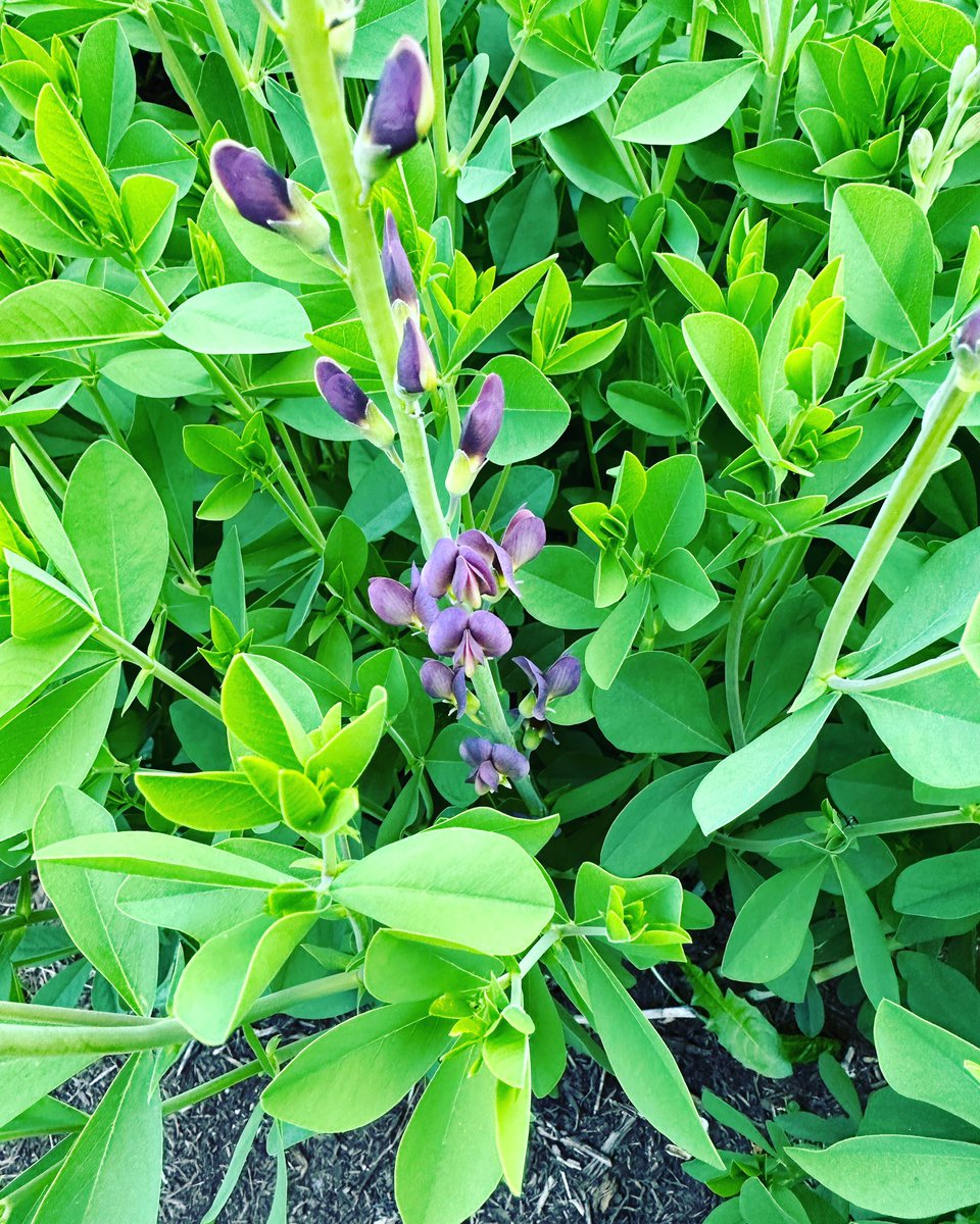 Baptisia australis getting going in central PA, in perennial tribute to @cheyennelmoore’s excellent Master’s work at <a href="/BucknellU/">Bucknell University</a>. 

#phenology #falseindigo #gardening