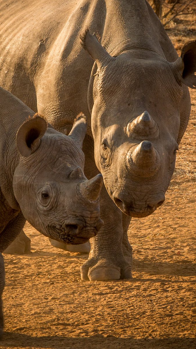 On #EndangeredSpeciesDay, we acknowledge the critical status of the #pangolin and #Africanwilddog as endangered, while the #BlackRhino faces the threat of being critically endangered. 
Support of conservation actions greatly contributes to the protection of these beloved animals!