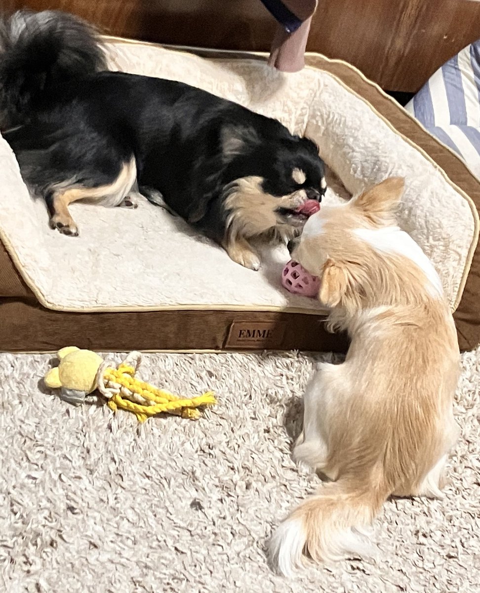 おでこ舐めてあげてる〜
#チワワのいる暮らし 
#犬のいる暮らし https://t.co/S7YE9gshoS