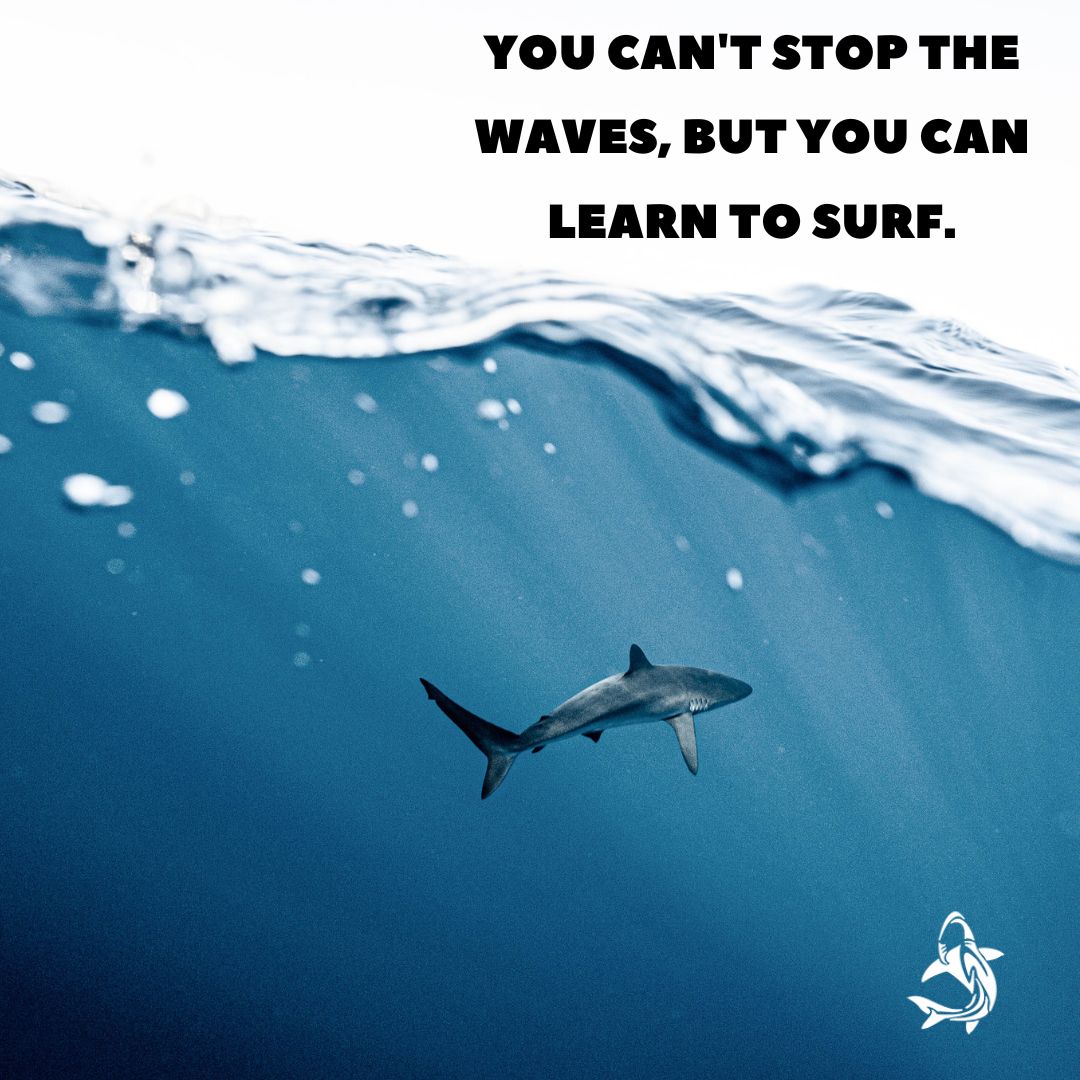 "You can't stop the waves, but you can learn to surf." Contact us today, +27 82 442 3059 or visit our page whitesharkdivers.co.za. #greatwhiteshark #gansbaai #southafrica #sharkcagediving #instashark #sharkeeze #whitesharkdivers #sharkdiving #sharkalley #ilovesharks