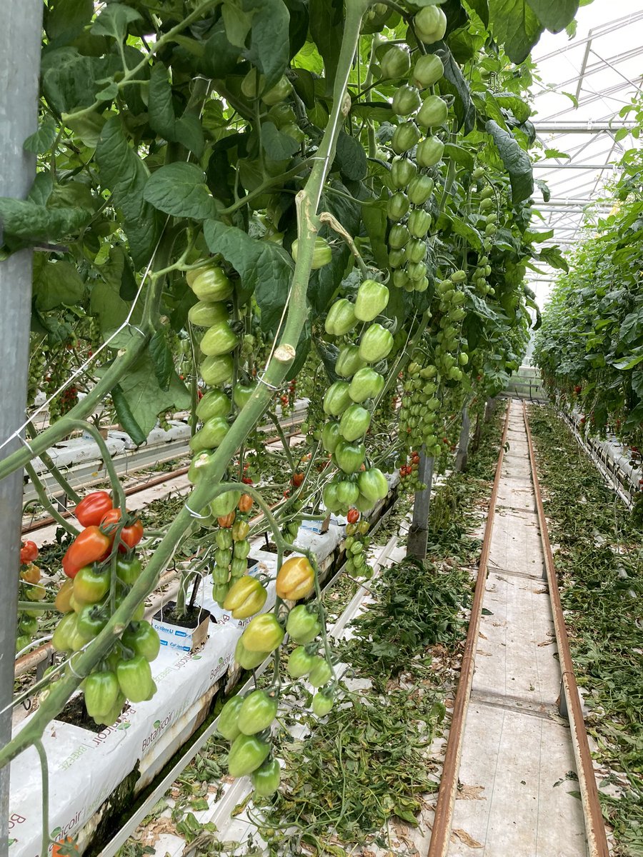 Ms S Caherly tweet media