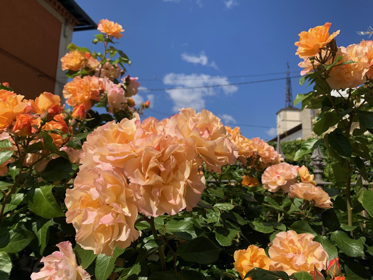 Gabrielaespiral's tweet photo. "Porque el amor no es enamorarse.
Es, una y otra vez, construir el mismo patio
donde escuchar el canto de los mirlos,
cuando aún es de noche, en primavera."

(Joan Margarit)

🧡 ¡Buena tarde! https://t.co/XB0tktv3NU