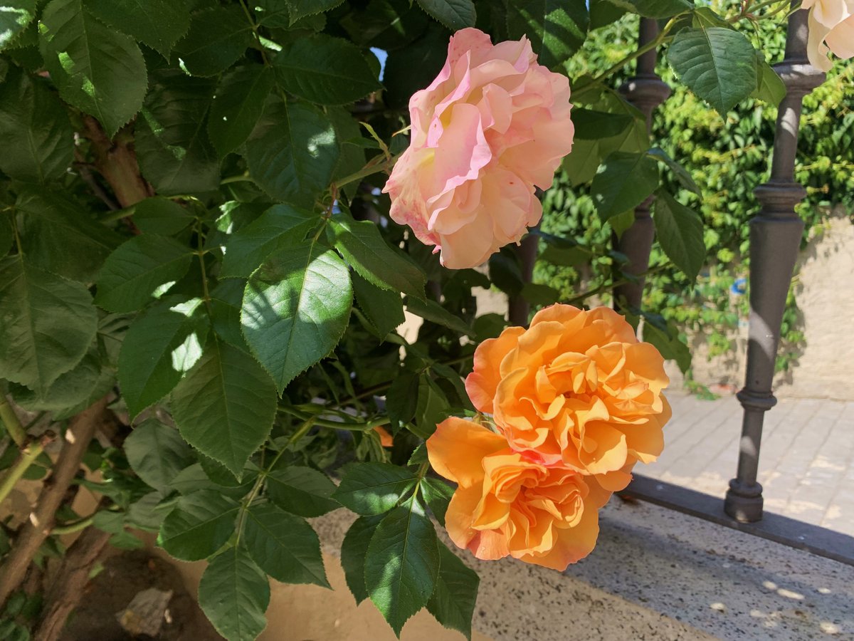 Gabrielaespiral's tweet photo. "Porque el amor no es enamorarse.
Es, una y otra vez, construir el mismo patio
donde escuchar el canto de los mirlos,
cuando aún es de noche, en primavera."

(Joan Margarit)

🧡 ¡Buena tarde! https://t.co/XB0tktv3NU
