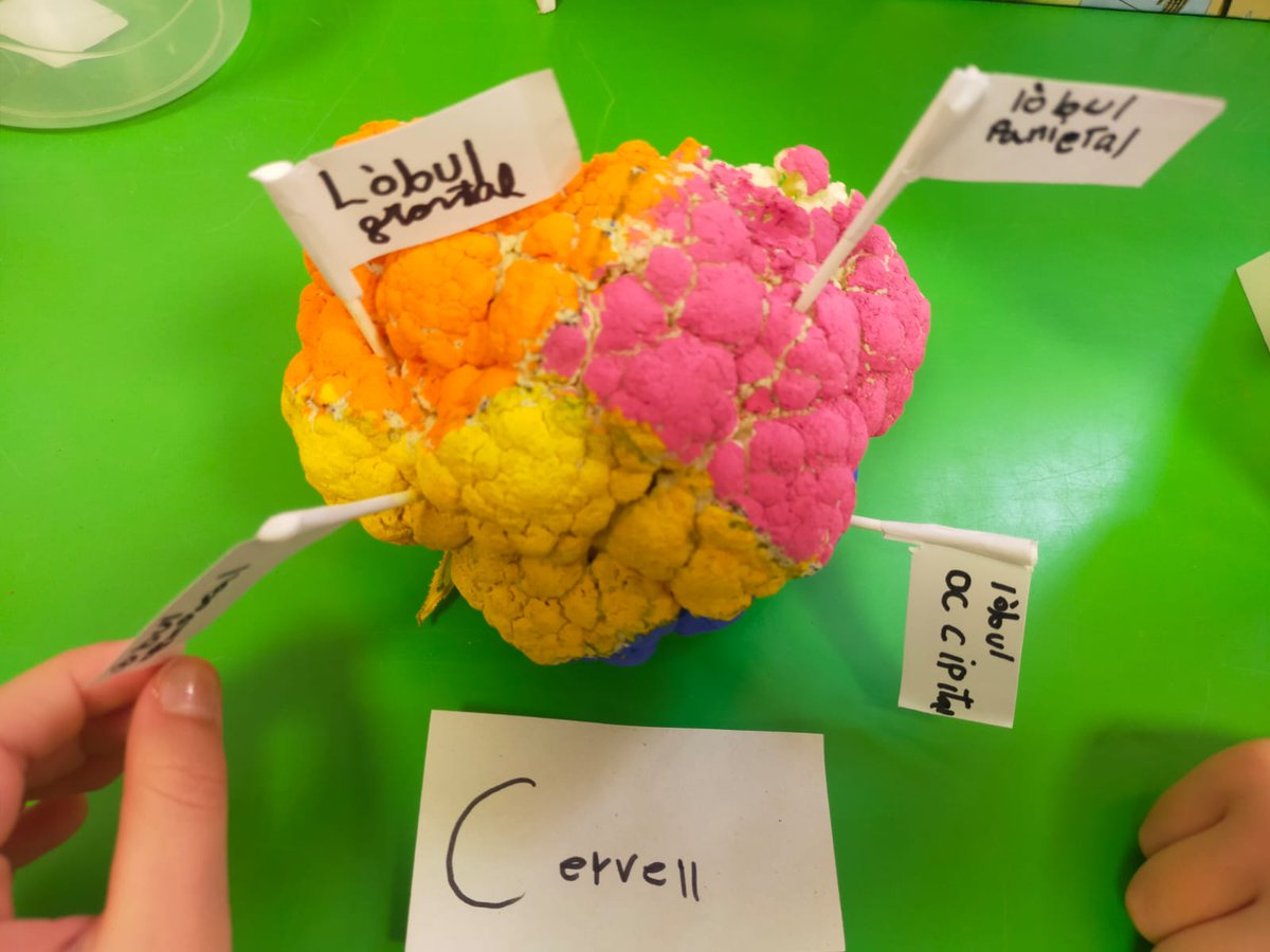 virolai_molins's tweet photo. 2nPRI: El nostre cervell "coliflor" ens ha servit per diferenciar les seves àrees i funcions 🧠 #projecteelcoshumà #cicleinicial https://t.co/9asNgTUFBO