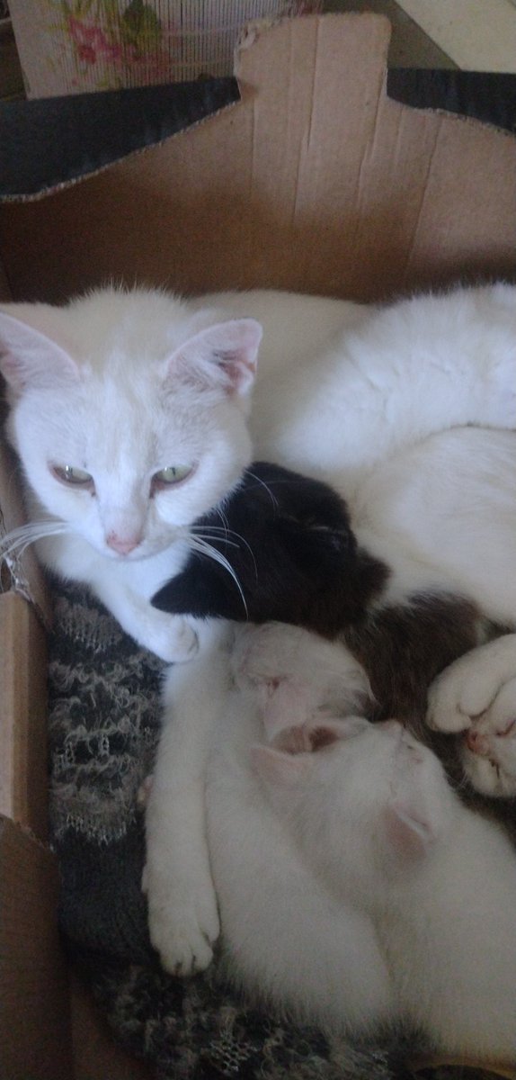 missmacisback73's tweet photo. Hoe gezellig en lief is dit..? Dit zijn twee nestjes, zit 4 dgn verschil tussen & beide Mama's verzorgen ze samen e& od beurt.. 3 kittens houden blauwe ogen, 2 krijgen gele ogen e/h kitten met odd eyes blijft bij ons.. ik zoek gouden mandjes voor de eerst genoemde 5🌼🩷🌼 #RTaub https://t.co/d8pxM1kX7a