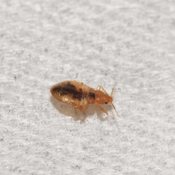EmrisServices's tweet photo. Do you have Bed Bugs? #EmrisServices covers the North West including Liverpool, Widnes, Runcorn, Warrington, St Helens &amp; Frodsham https://t.co/955uugaeaZ

#PestControl #PestControlServices #PestControlService #PestControlProfessionals  #PestControlCompany #Bedbugs #BedBugsControl https://t.co/ZbVEfZ9SeG