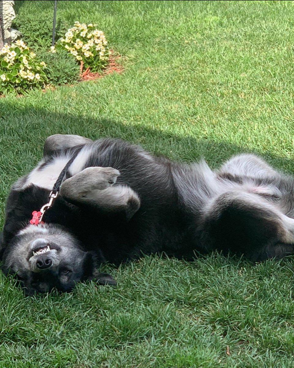 HawaiianBound's tweet photo. JAXX adopted three years ago from the @burbankanimals at 6 months husky/Labrador #ktlamorningnews #covidadoption https://t.co/81P8Mlzanv