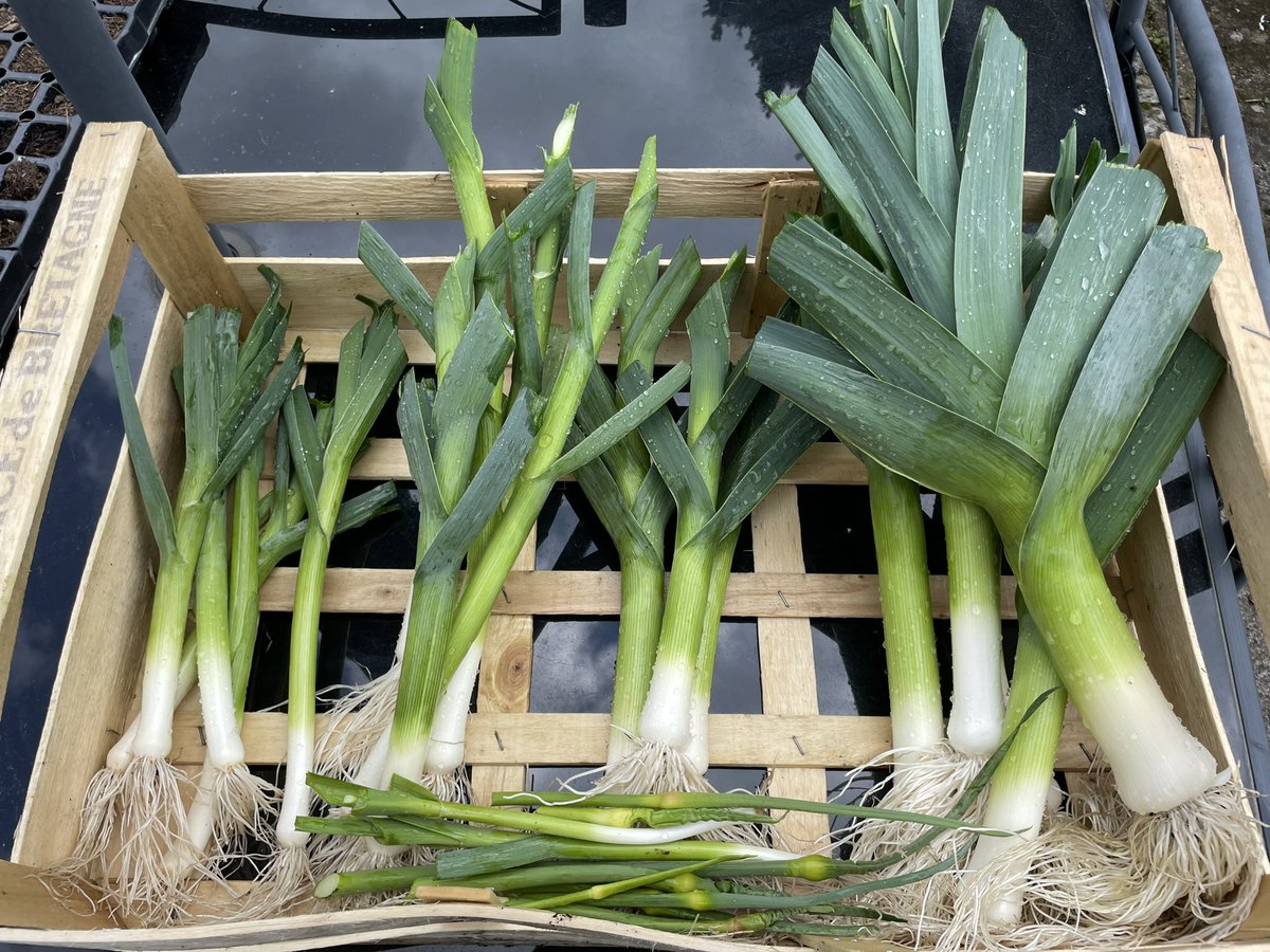 AndieAHA's tweet photo. A day off, so I’ve planted the choggia beetroot and Brocolli and harvested the over wintered leeks.  First time I’ve grown leeks successfully! #leeks #homegrown #veggiegarden #homeallotment https://t.co/aLyofRTCA1