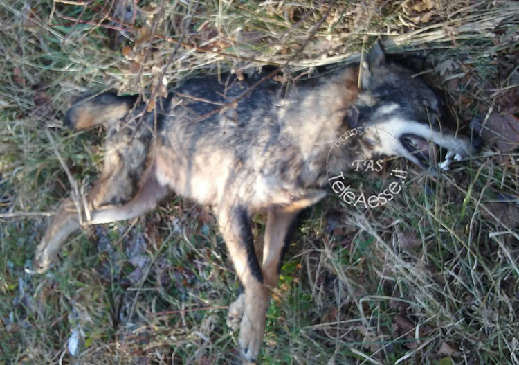 TeleAesse's tweet photo. Strage di animali selvatici: i Carabinieri Forestali intensificano i controlli, decine di animali uccisi - https://t.co/bXJs8Rgp2T https://t.co/yATns9It3A