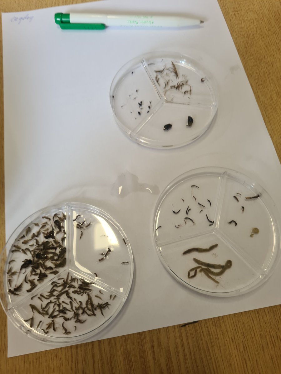 Rachel Davies (@racheldavies110) on Twitter photo Sorting nearly done, almost ready to ID my #SMARTRivers sample for <a href="/WelshDeeTrust/">Welsh Dee Trust</a>
#Vklunteering #EntoGeek #Entomology #FreshwaterInverts Sorting nearly done, almost ready to ID my #SMARTRivers sample for <a href="/WelshDeeTrust/">Welsh Dee Trust</a>
#Vklunteering #EntoGeek #Entomology #FreshwaterInverts