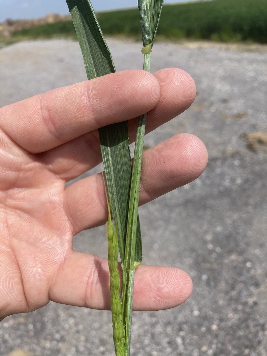 Emmanuel BONNIN tweet media