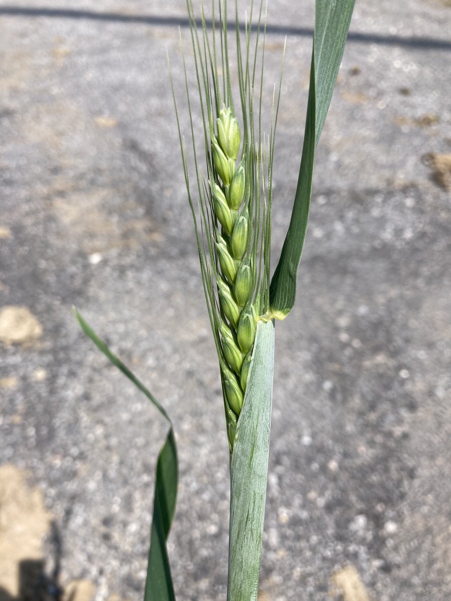 Emmanuel BONNIN tweet media