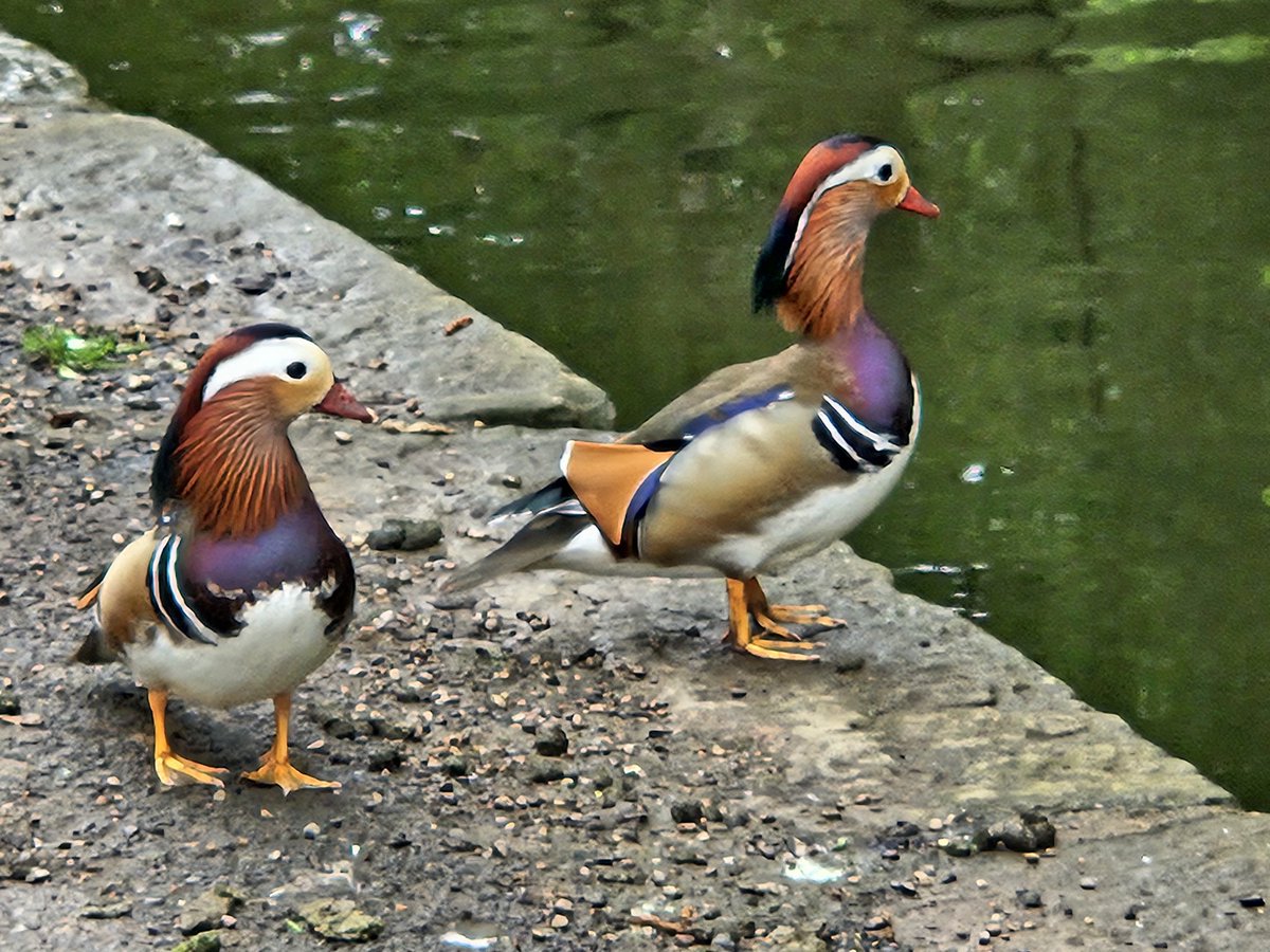 LouRobbins's tweet photo. I enjoyed a lovely walk, conversation and café stop on the @BracondaleChamp Social stroll. #GMWalking Festiva. We saw ducks, geese, the allotments and some friends from over 25 years ago! Walking is great to connect and discover  @gmwalks https://t.co/LV565EKfQB