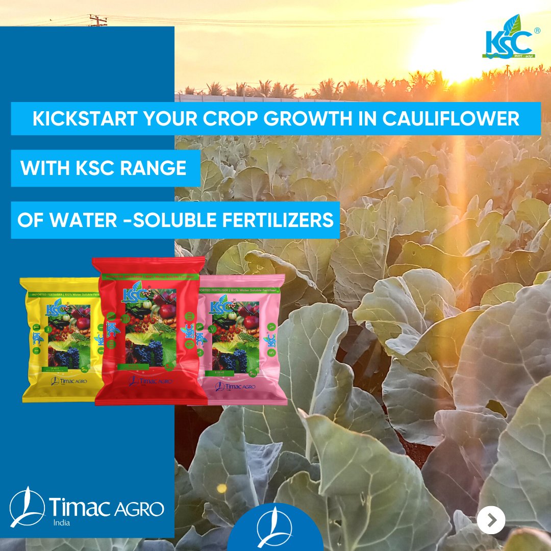 Timacagroindia's tweet photo. " Our patented KSC's I, III, and V range of water-soluble fertilizers are designed to nourish your plants throughout their life cycle, from seedlings to mature stages. #Plantnutrition #TIMAC cauliflowercultivation #plantnutrition https://t.co/mYimkfMPw9