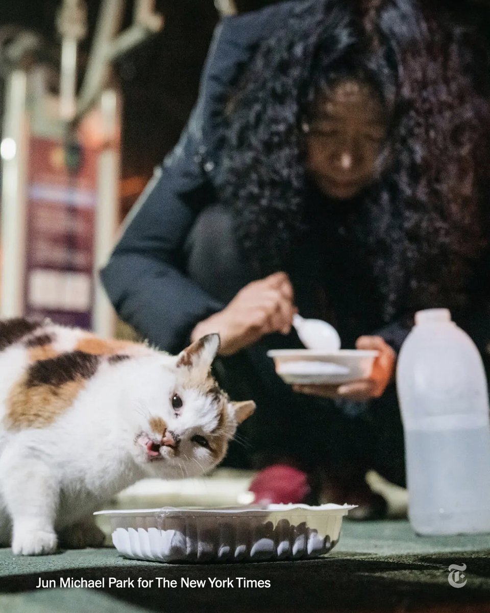 nytimes's tweet photo. Hwang In-suk, a celebrated South Korean poet, writes about her changing Seoul neighborhood and the megacity’s underclass. Feeding stray cats informs her work.

“I’ve found worlds that I wouldn’t have found if I had not been feeding cats,” she said.
https://t.co/DPT6IVaqCs https://t.co/W9ztn1x6ZC