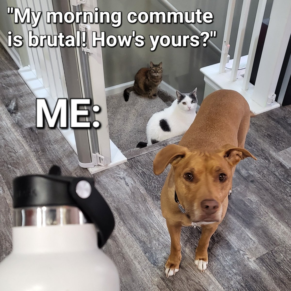katenauthor's tweet photo. When it's #DoggleADay Friday...
#commute #workingwithpets https://t.co/x1mAbUYGGd