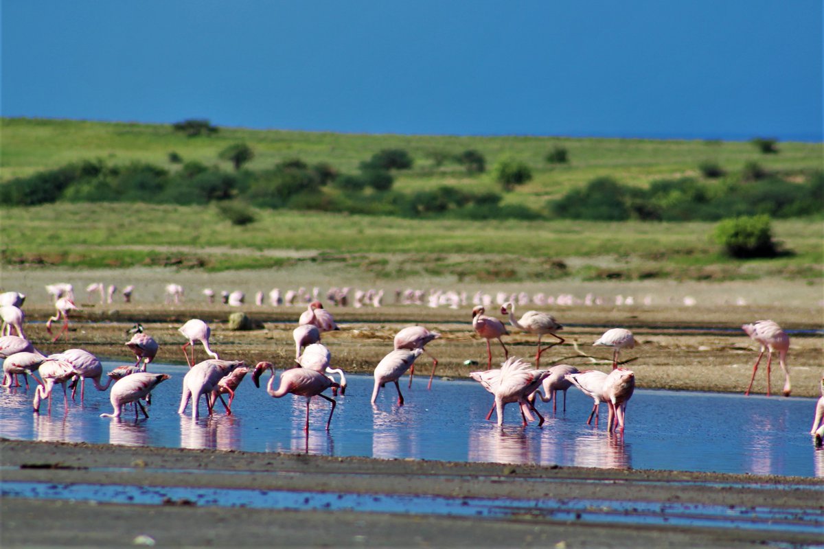 nevzKe's tweet photo. The experience Shompole Conservancy, view of Flamingoes on Lake Magadi. 

@loitasafaris helps to make the memories memorable.

📸 @nevzke

#loita #shompole #conservancy #wilderness #Lake #flamingo #zebra #hotsprings #photo #photooftheday #wildlifephotography https://t.co/9leu81ieAN
