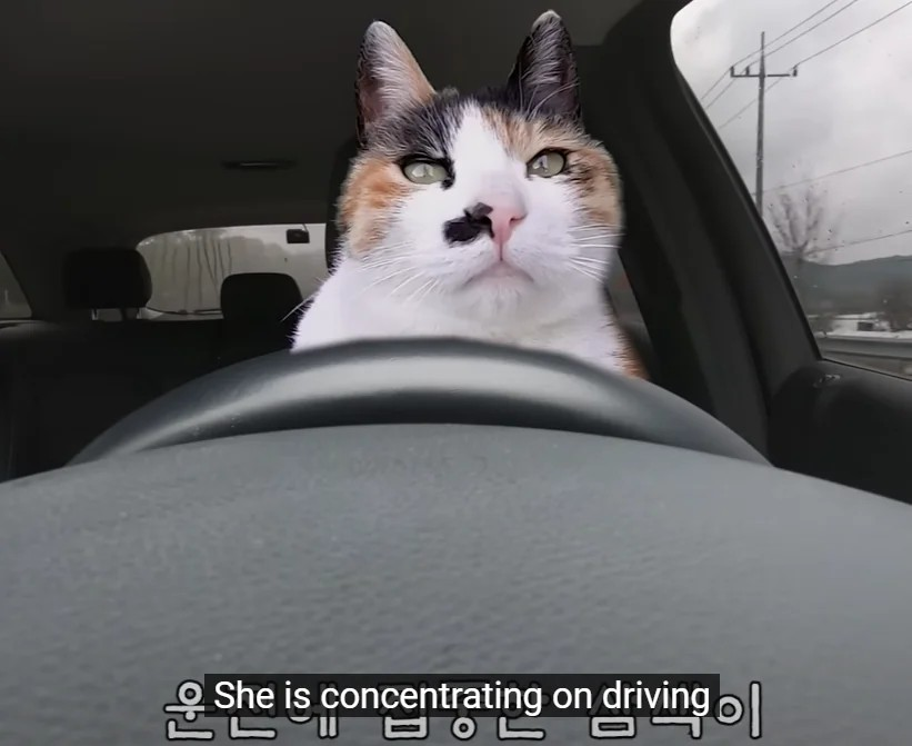 CatWorkers's tweet photo. https://t.co/Vgj6065AaX