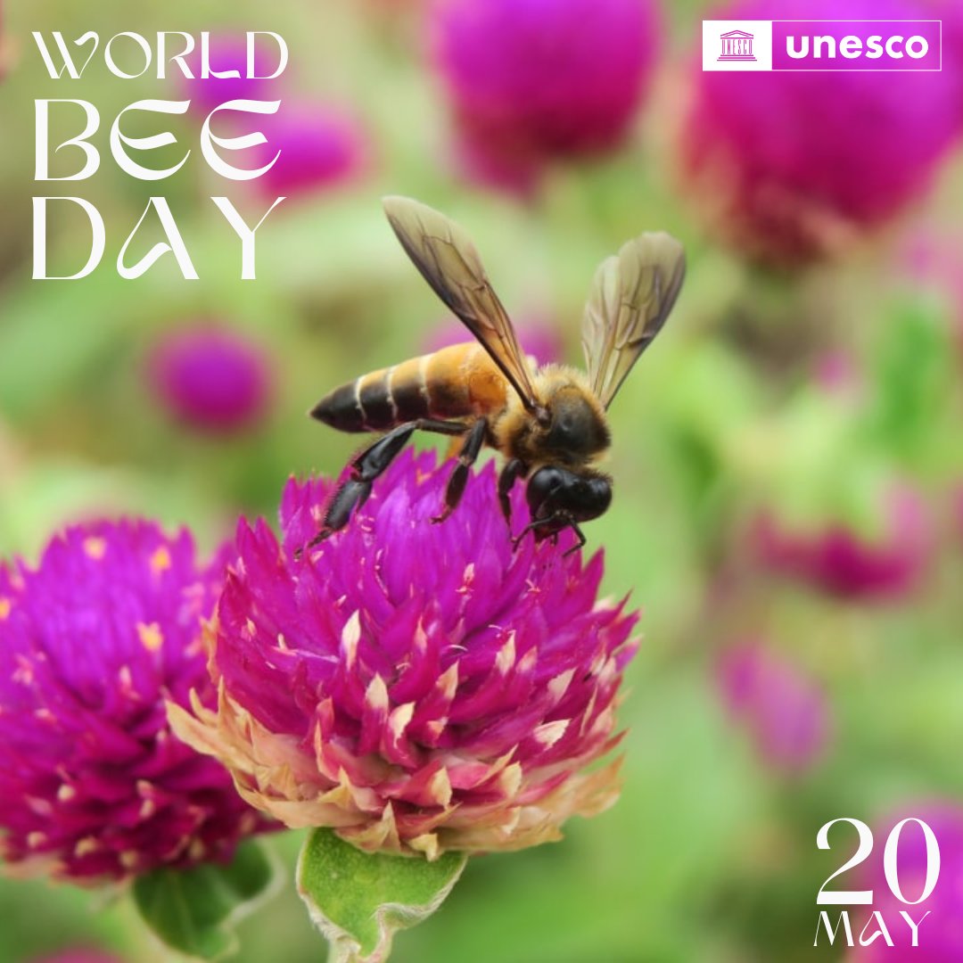 Nearly 75% of crops producing fruits and seeds for human use depend on pollinators.

Let's celebrate these hardworking insects and take action to protect their vital role in our food system. 🌻🌷🌼

🍯 #WorldBeeDay #Pollinators #FoodSecurity