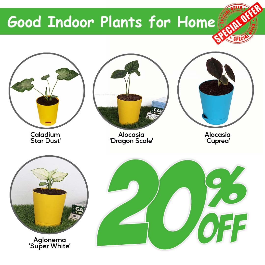 Good Indoor Plants For Home

santhionlineplants.com/product/good-i…  

#gardening #garden #flowers #plants #nature #gardenlife #flower #gardendesign #growyourown #gardener #plantsofinstagram #naturephotography #gardeninspiration #growyourownfood #gardens #photography #green #plant #organic