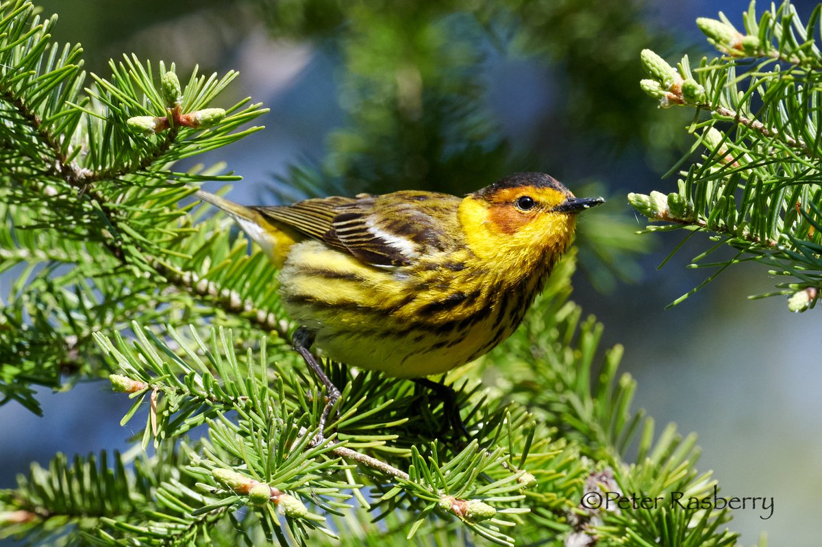 peter_rasberry's tweet photo. A good sized flock of Cape May warblers fed unperturbed along the road yesterday. Very active after a long overnight flight, and apparently lots to eat! https://t.co/QMrfV7QhIx