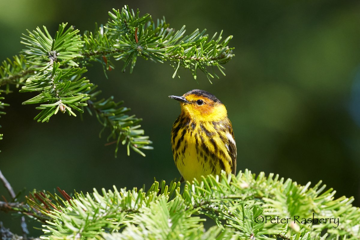 peter_rasberry's tweet photo. A good sized flock of Cape May warblers fed unperturbed along the road yesterday. Very active after a long overnight flight, and apparently lots to eat! https://t.co/QMrfV7QhIx