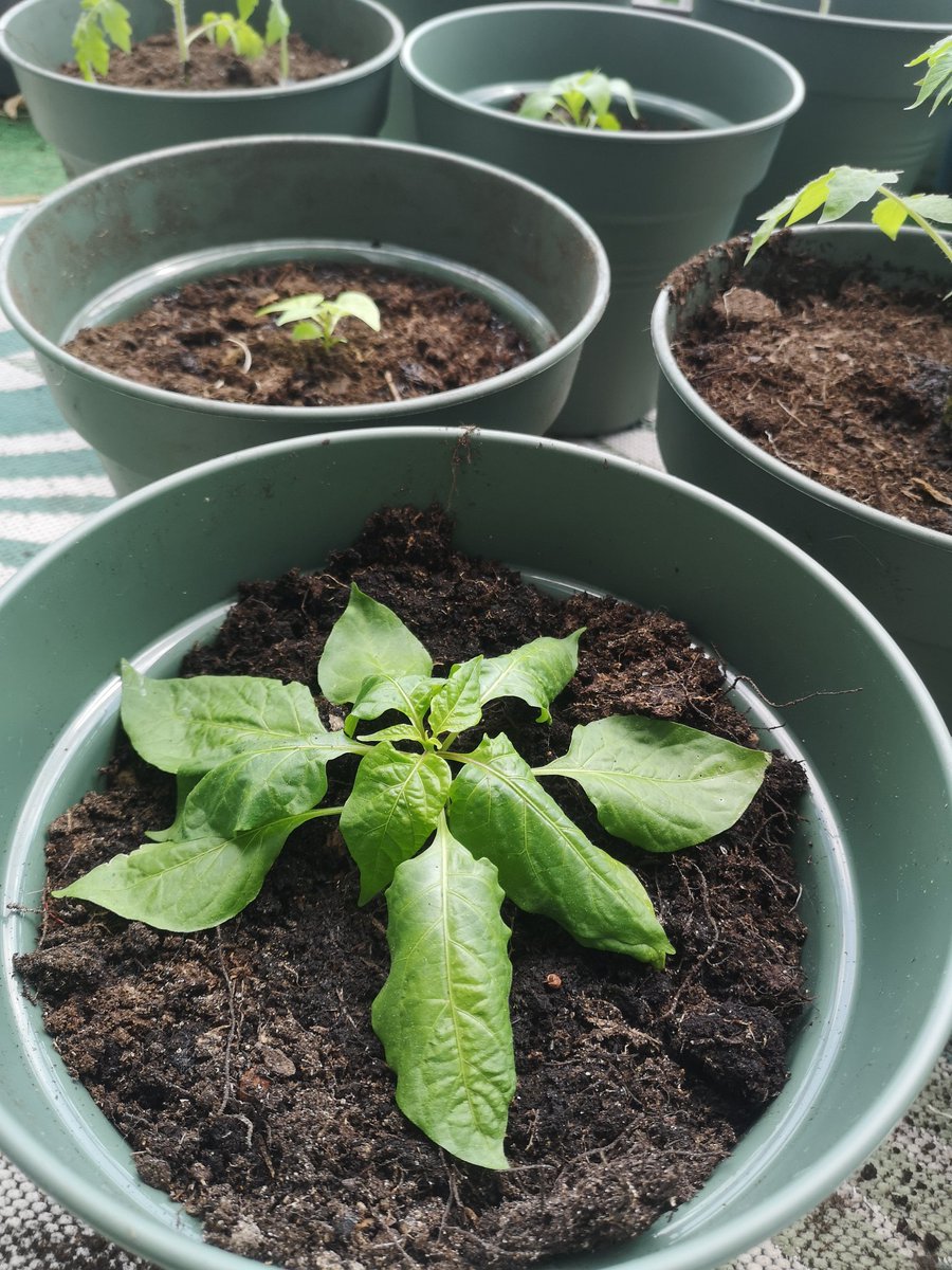 NDutsz_off's tweet image. C'est Kiki qui jardine et repique 3 des 5 piments les plus forts du monde ??? 😁
#jardinage #piment #carolinareaper #scorpionchocolat #fatalli