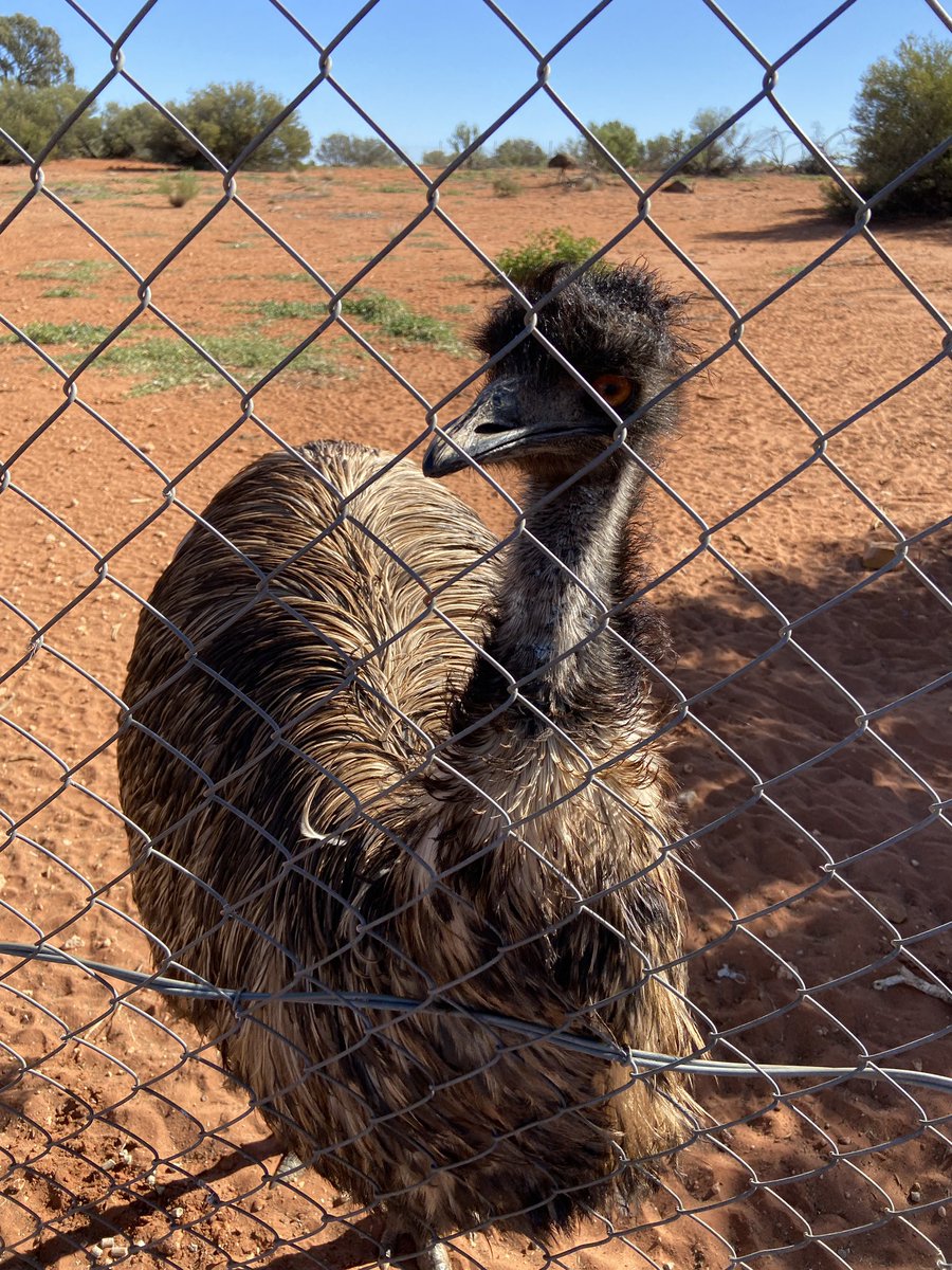 Met this lovely emu today on the way to #Uluru #AyersRock #Australia