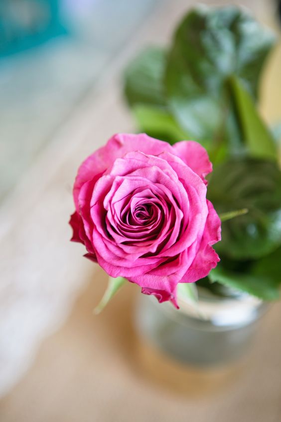 eayesme's tweet photo. #red #Rose #photography . https://t.co/mplCnyREdP