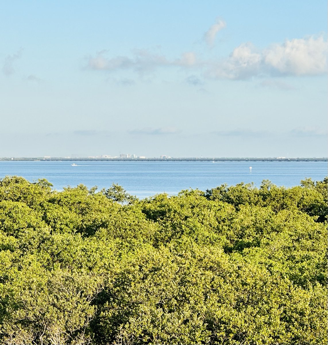 Mangroves, bay, boats ✔️ #fridaymood #friday #baylife #abileads #gulfviews #goodvibes #loveyourlife #luckygirl #changeyourlife #crazyconfident #celebrate #celebratechange #tampaphotography #tampalife #tampagirl #tampabay #tampabae #tampa #visittampabay #beauty #LifeAfterLeapingIn