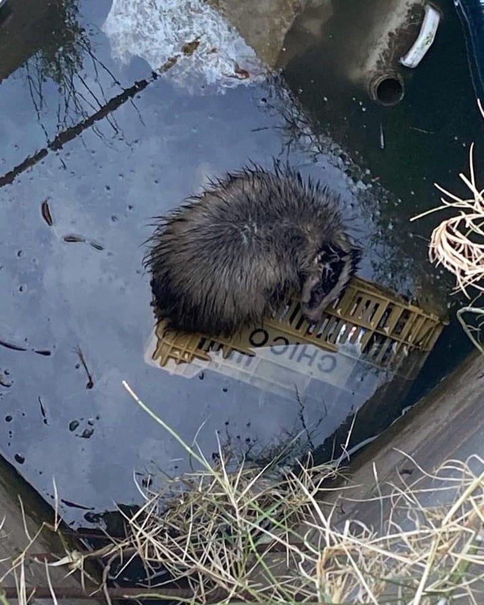 Ref_ElsAngels's tweet image. Nos pasan el aviso de este Tejón, atrapado en una válvula de riego de 4 metros de profundidad.
Está exahusto, sin posibilidad de salir por si mismo. ⤵️➕