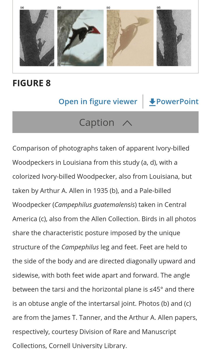 One of the things I learned in undergrad (probably from @lsf58) is that extraordinary claims require extraordinary evidence. To prove a species is not extinct, however noble the goal, you need irrefutable proof. Sadly, the results herein do not pass bar. onlinelibrary.wiley.com/doi/10.1002/ec…