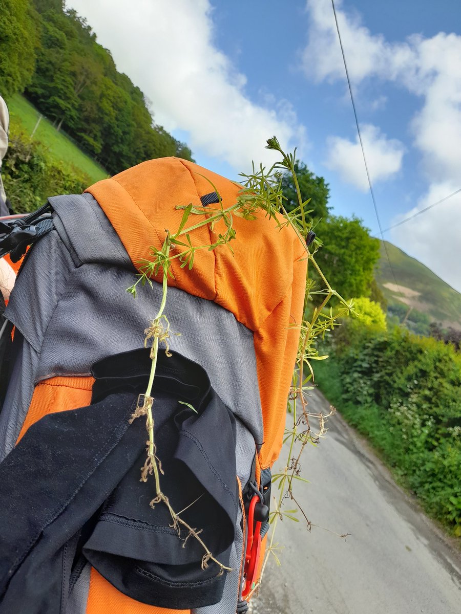 BWHSDofE's tweet photo. Doing well and have an added passenger #stickyweed https://t.co/z149NA0d4F