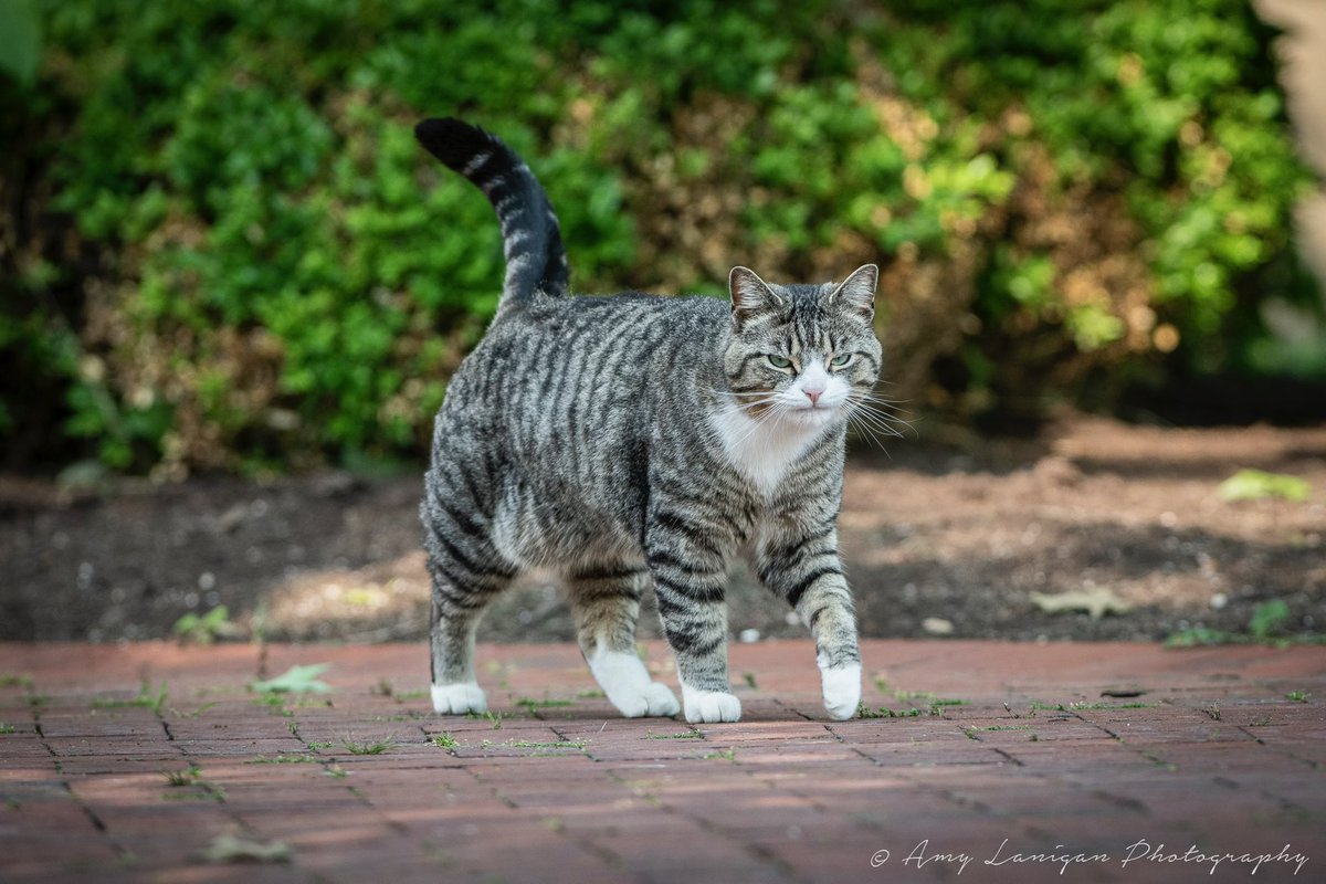 LanesEndFarms's tweet image. Flightline had his glamor shots done by @amylanigan1 yesterday so of course his sidekick Bruce needed to get in on the action 🐈‍⬛ #flightline #bruce #lestallions #visithorsecountry
