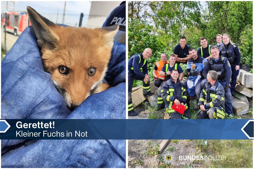 bpol_pir's tweet image. Dieser kleine Racker 🦊 wurde heute nach einer Such- und Rettungsaktion zusammen mit @Feuerwehr_LE und @PolizeiSachsen aus misslicher Lage befreit. Der Fuchs kam aus einem Versorgungsschacht am Hbf #Leipzig nicht mehr heraus. #Teamwork 
presseportal.de/blaulicht/pm/7…
#foxcontent