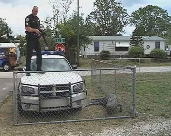 Nothing to see here. Just cop v gator….