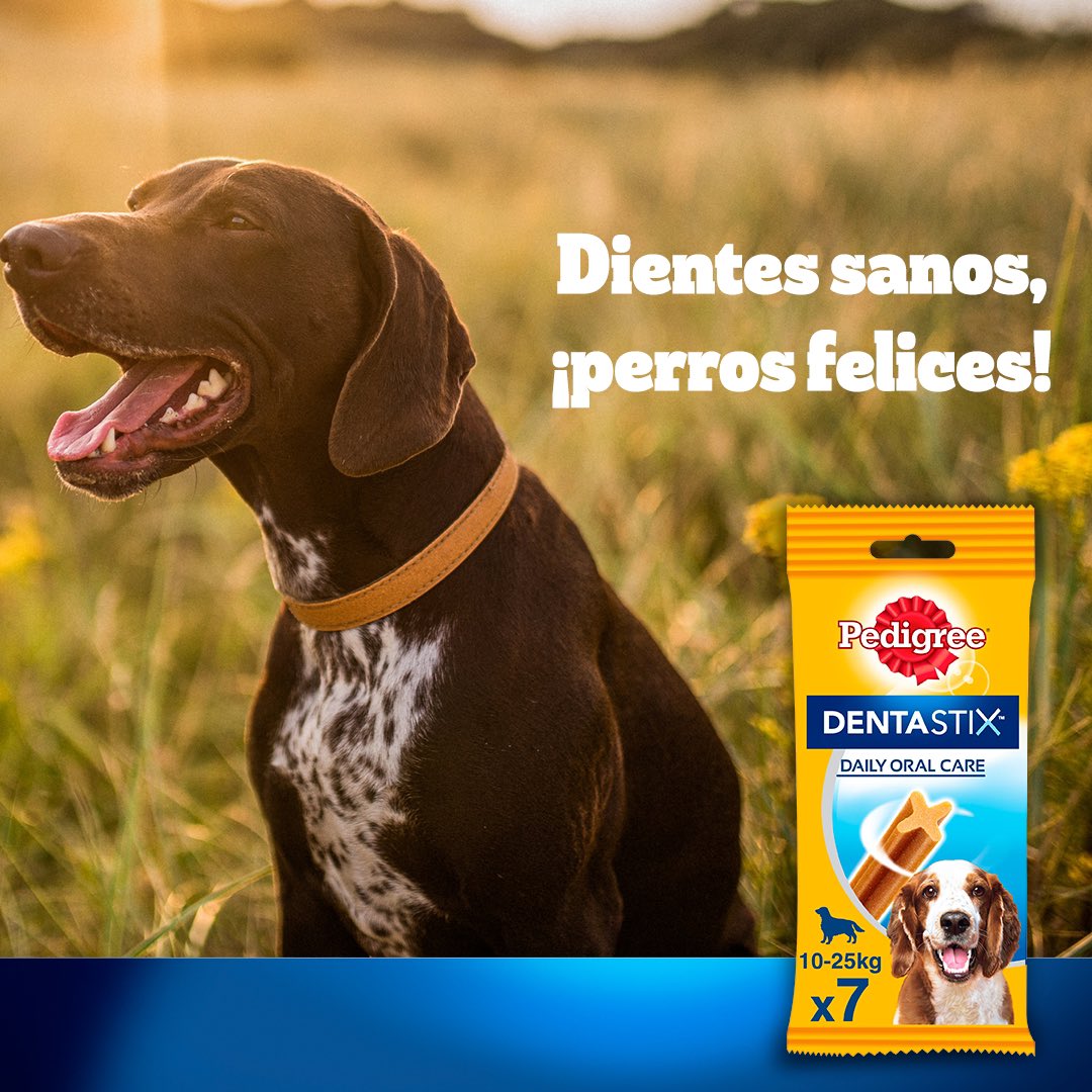 ¡Perro qué sonrisa! 🐾 Con los snacks Dentastix, tu peludo estará feliz desde la cola hasta la nariz. Y sus dientes, ¡con cada mordisco aún más sanos! 🤩