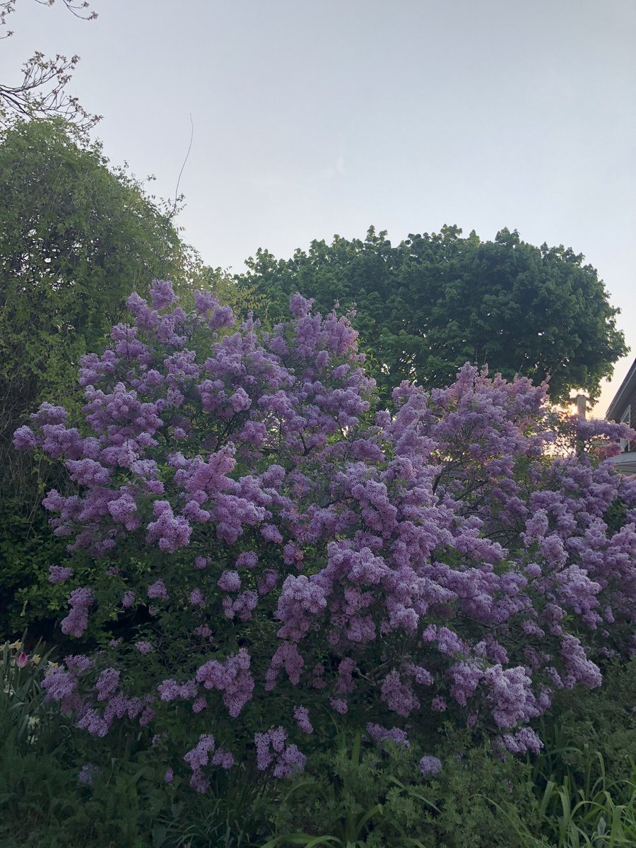 DrKateTO's tweet photo. Love running through lilac season! βοΈ #GardensOfBEY #ViewFromMyRun #BeachesEastYork https://t.co/WDFyrkUnr9